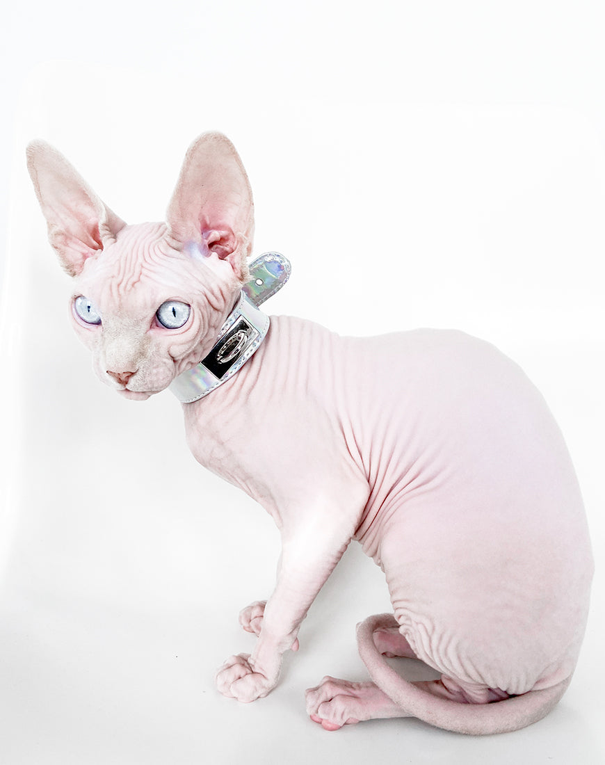 Sphynx deals cat collar